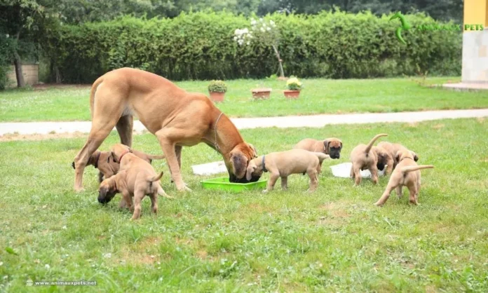 Chiens de Grande Taille