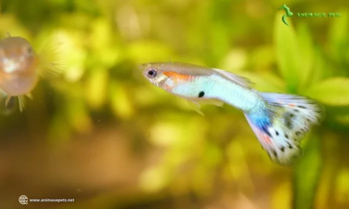 Élever les Guppys (Poecilia reticulata)