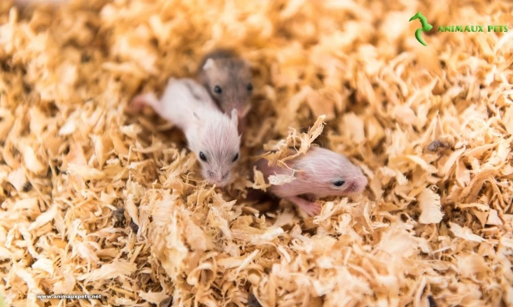 Informations et conseils pour la reproduction du hamster