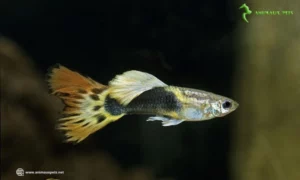 Élever les Guppys (Poecilia reticulata)