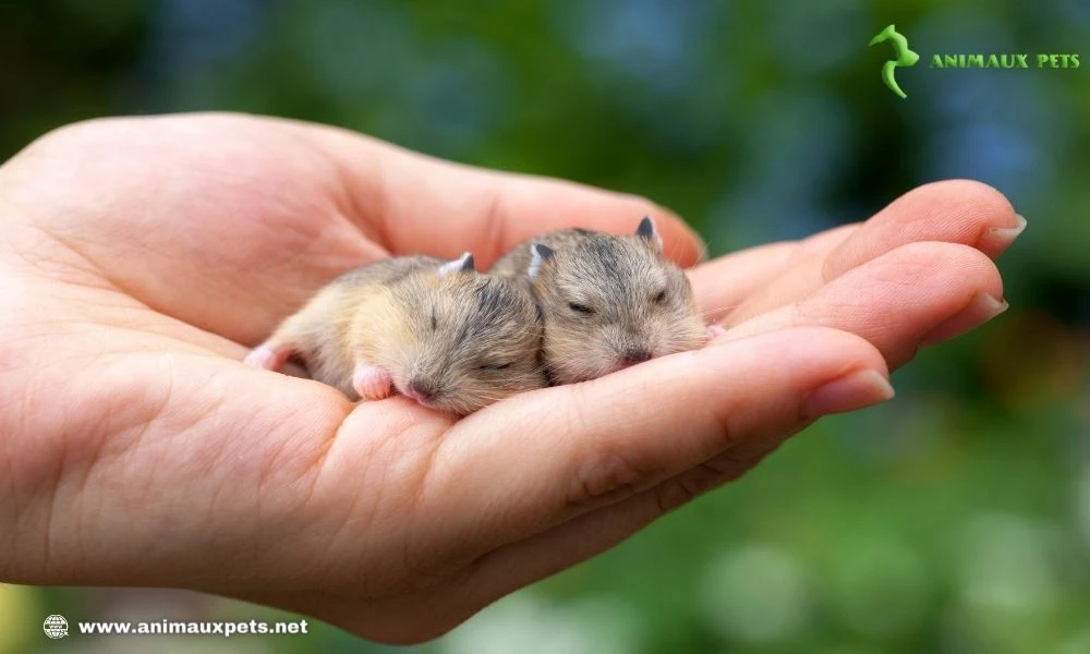 Informations et conseils pour la reproduction du hamster