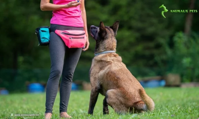 Le Rôle de l'Éducateur Canin