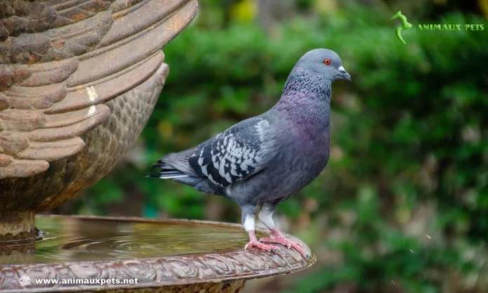 Comment élever des pigeons : astuces et meilleures méthodes ?