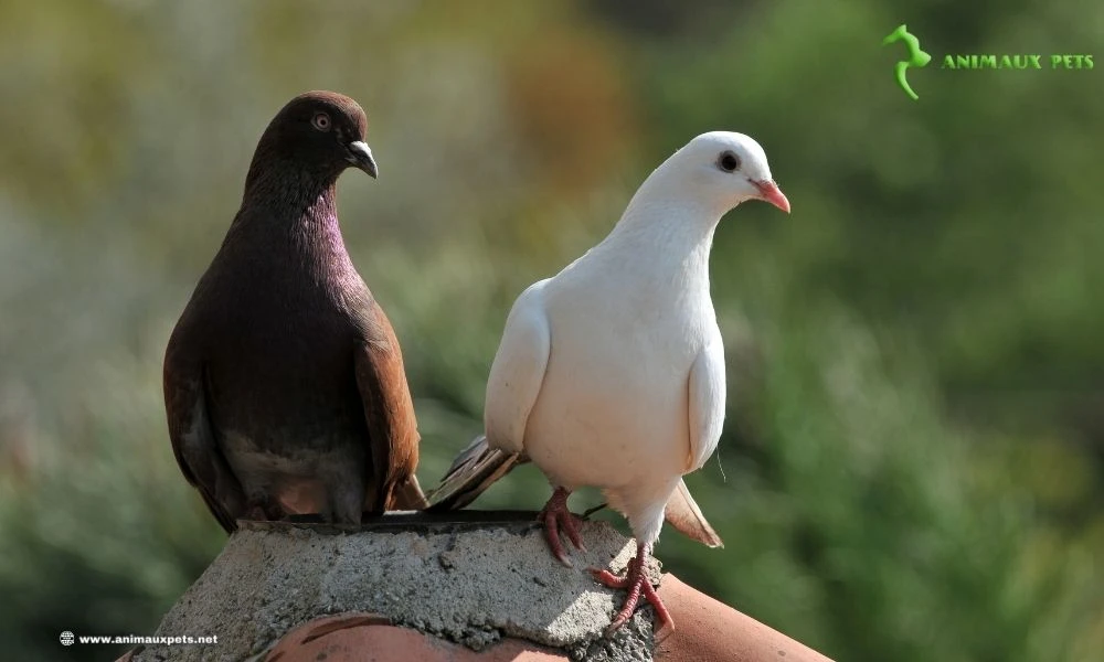 Comment élever des pigeons : astuces et meilleures méthodes ?