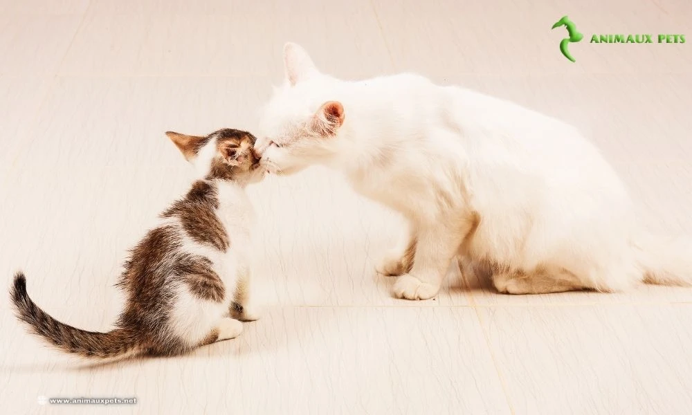 rôle essentiel de la mère de ses chatons