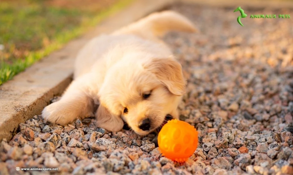 La Magie du Golden Retriever