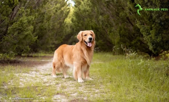 La Magie du Golden Retriever