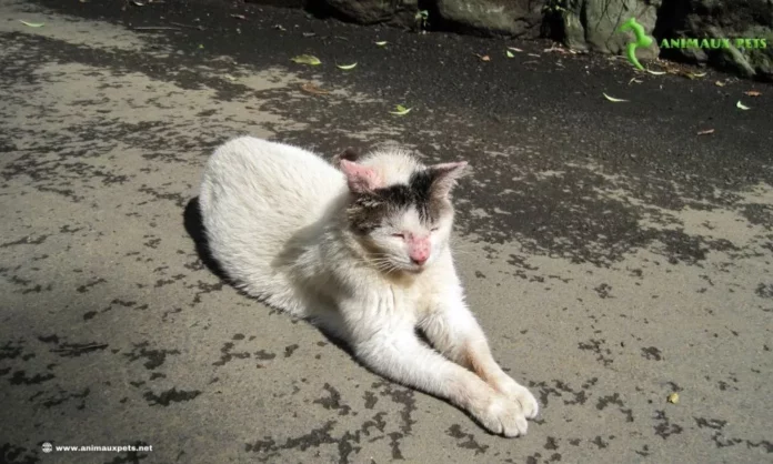 Principales affections cutanées chez les chats