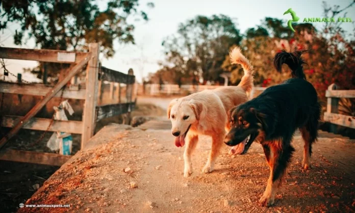 Conseil avant d'engager à accueillir un deuxième chien