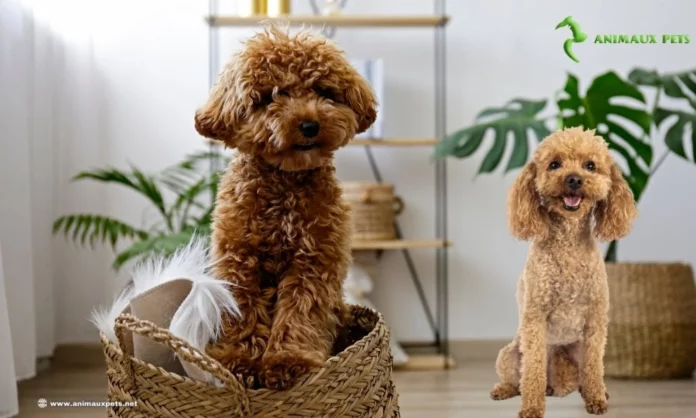 Le Caniche : le Race de chien aux poils bouclés