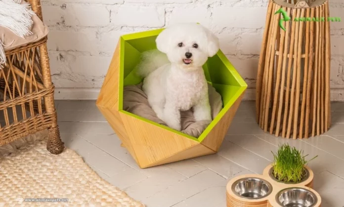 Le Bichon à poil frisé