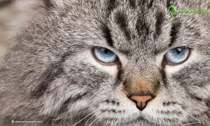 Le sibérien chat félin la force tranquille