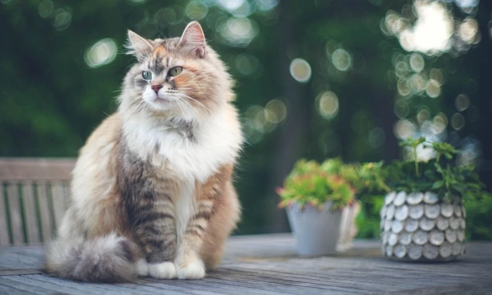 Le sibérien chat félin la force tranquille