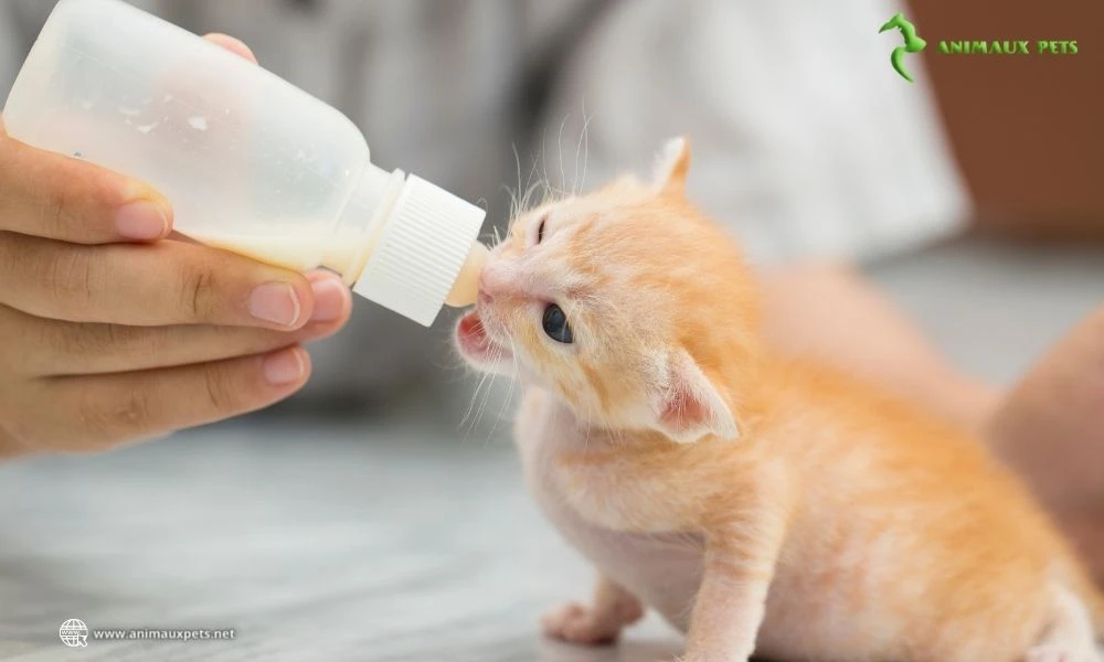 Comment choisir le lait pour chaton