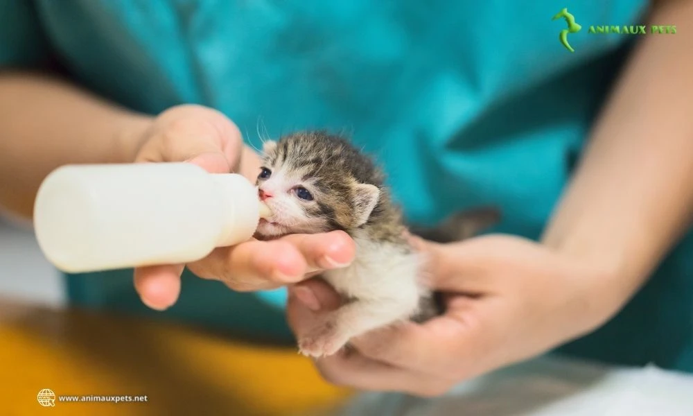 Comment choisir le lait pour chaton