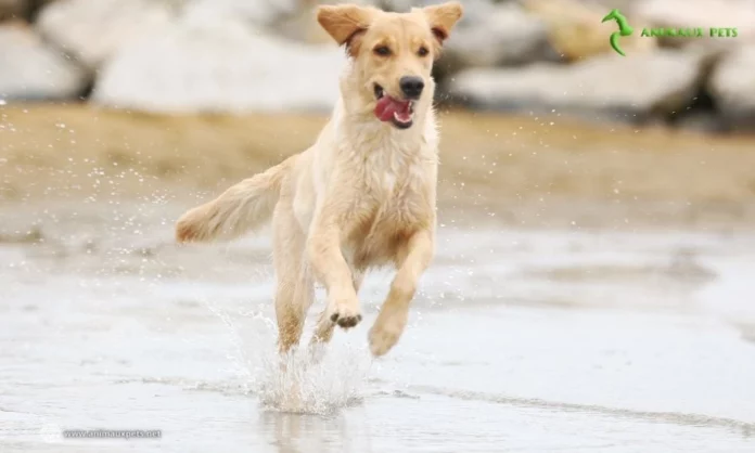 Quel est le coût annuel de possession d'un chien ?