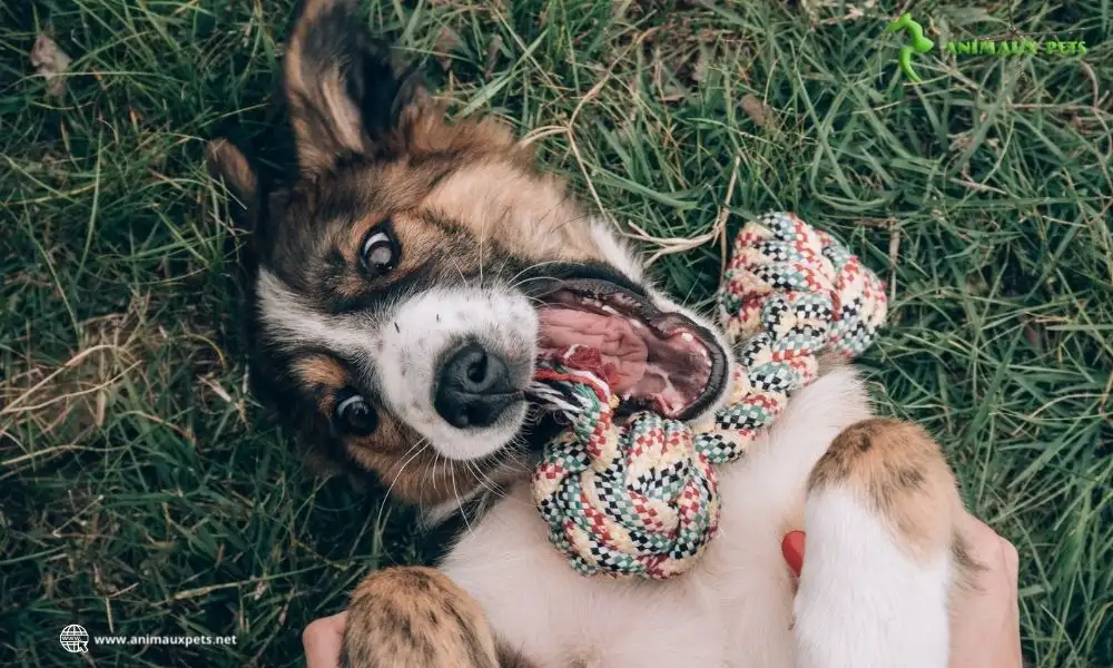 Quel est le coût annuel de possession d'un chien ?