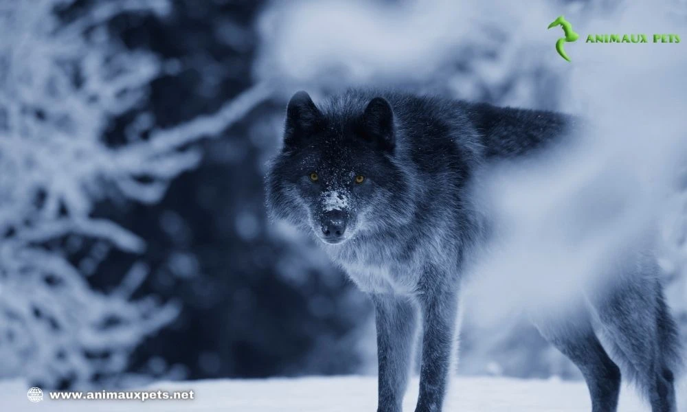 Le Monde Fascinant des Loups