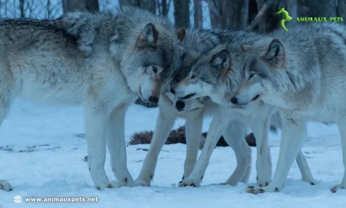 Le Monde Fascinant des Loups