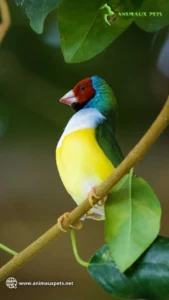 Comment élever Le diamant de Gould à la maison ?