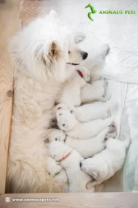 La Gestation chez la Chienne