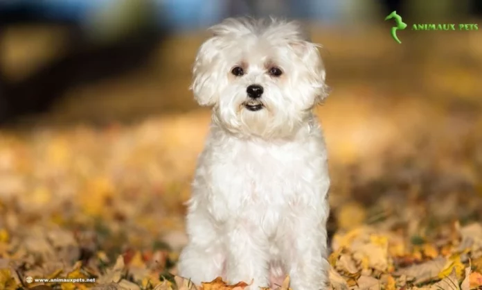 Le Bichon Maltais savoir plus