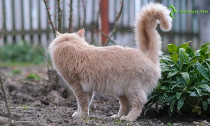 Le langage silencieux des chats