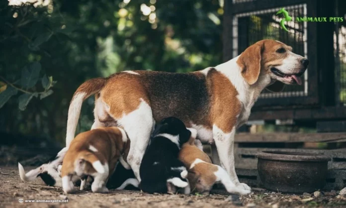 La Gestation chez la Chienne