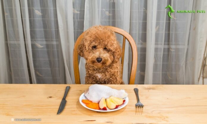 Nourrir un chien de petite taille