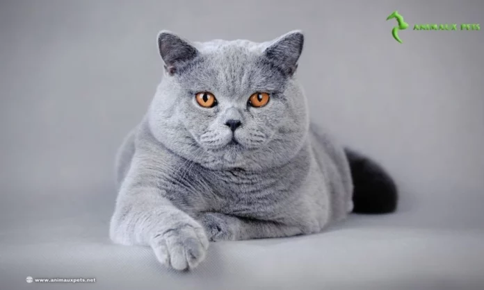 Le British Shorthair