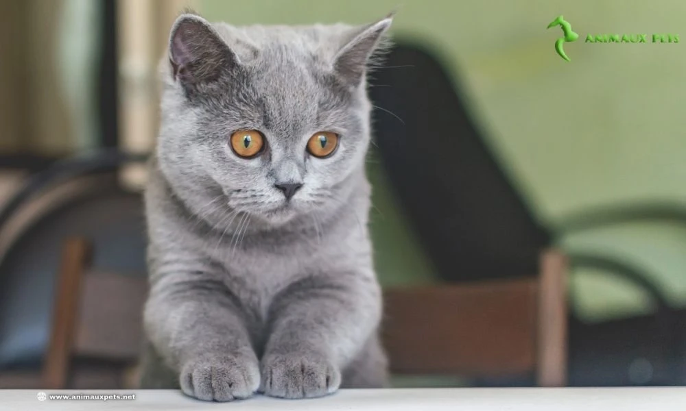 Le British Shorthair