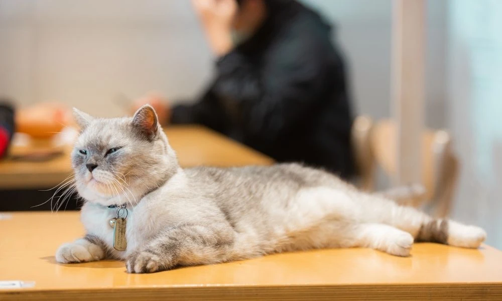 Le British Shorthair