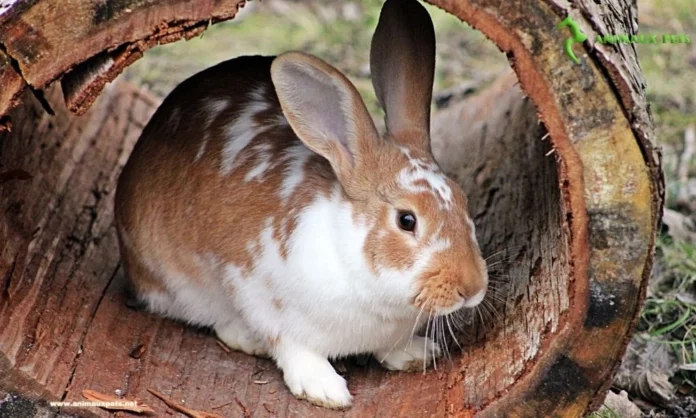 Découvrez la personnalité et le comportement du lapin