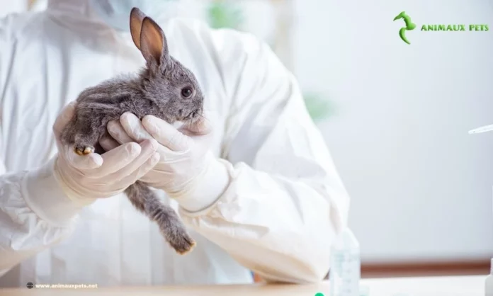 principales maladies du lapin domestique