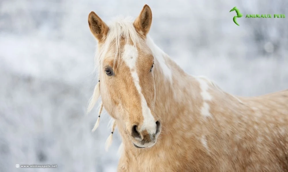 Robes Équines Des Chevaux