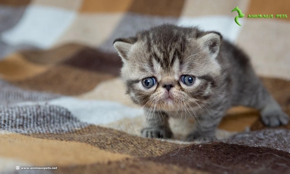 chat Exotic Shorthair