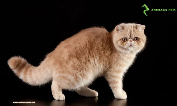 chat Exotic Shorthair