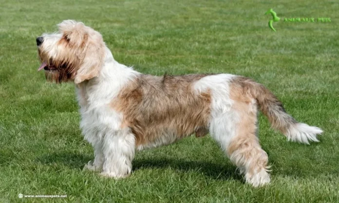 le Petit Basset Griffon Vendéen