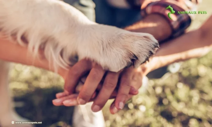 Le Défi des Noms du Chien en Français