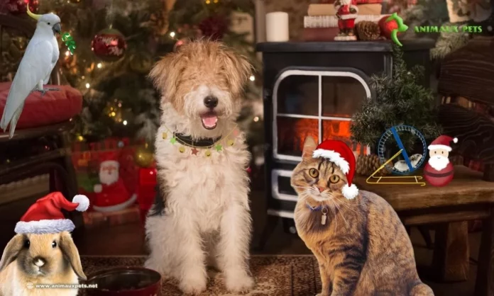 Idées de Noël Avec Notre Animal