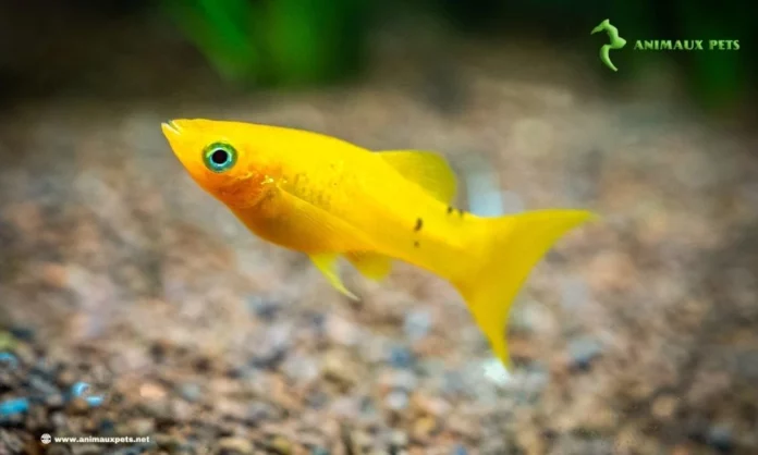 Élevage Poissons: Le Molly (Poecilia shenops)