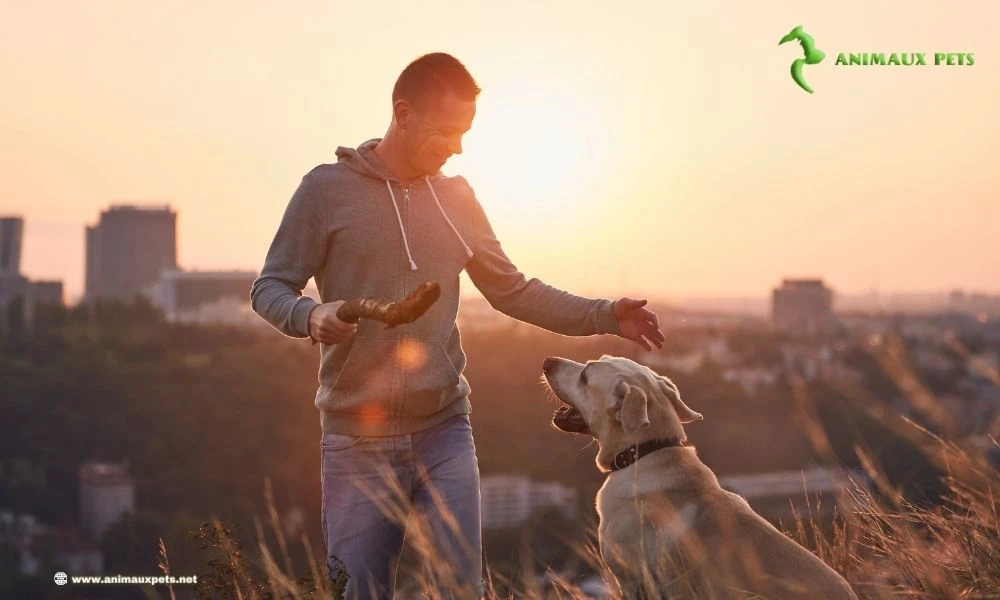 Comment Puis-je Communiquer Avec Mon Chien? Voici 13 façons Une relation épanouissante avec votre chien repose essentiellement