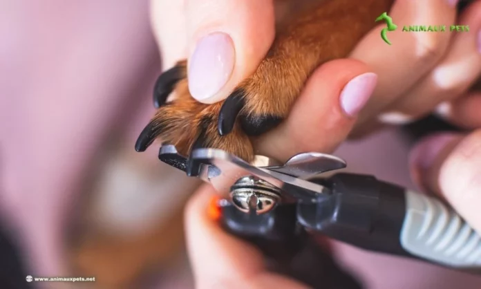 Coupe des Griffes d'un Chien