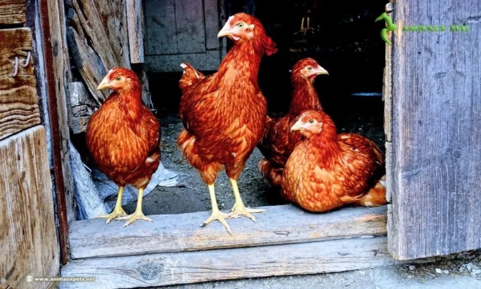 Poules ne Pondent-elles Plus