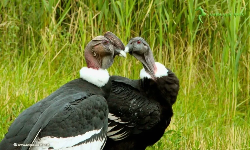 Oiseaux de Proie le Condor - Animaux Menacés