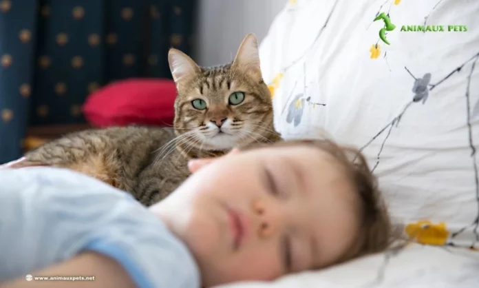 Jalousie du Chat Vers les Bébé