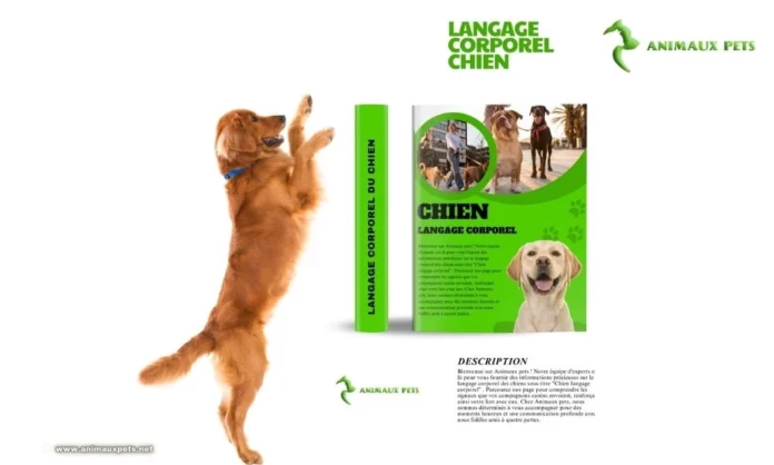 Chien - Langage Corporel