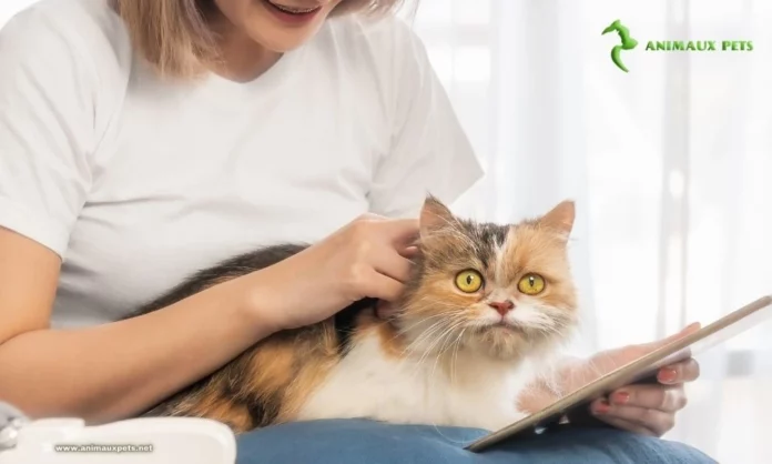 5 Étapes de Massage Pour chats