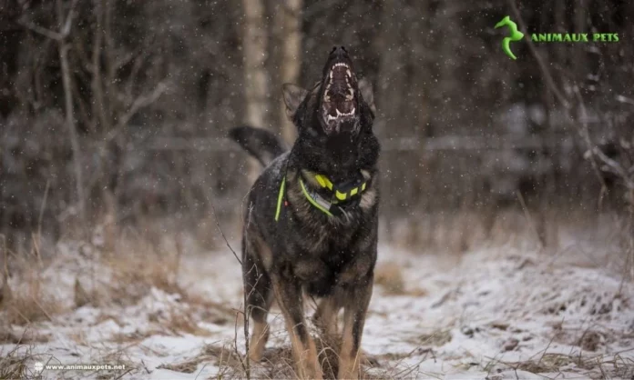 Divers Aboiements de Votre Chien