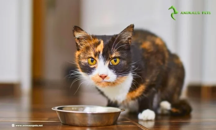 Le Nouveau Régime Alimentaire Pour une Chat Stérilisé! Est-ce Nécessaire?